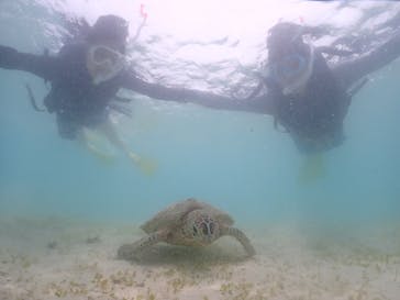 タビワク　宮古島に投稿された画像（2023/7/29）