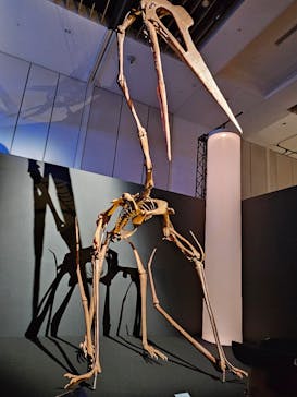 DinoScience 恐竜科学博 2023@TOKYO MIDTOWNに投稿された画像（2023/7/29）