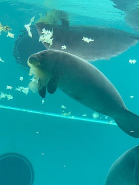 沖縄美ら海水族館に投稿された画像（2023/7/29）