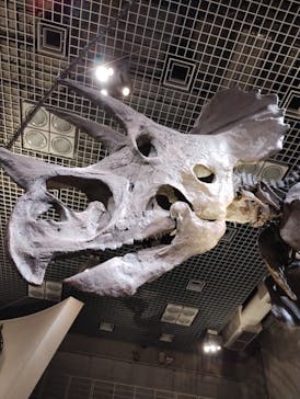 国立科学博物館に投稿された画像（2023/7/29）