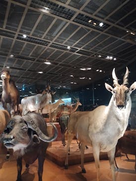 国立科学博物館に投稿された画像（2023/7/29）