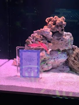 マクセル アクアパーク品川に投稿された画像（2023/7/29）