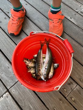 城崎マリンワールドに投稿された画像（2023/7/29）