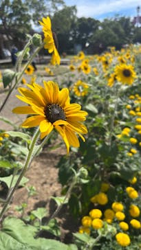 淡路ファームパーク イングランドの丘に投稿された画像（2023/7/29）