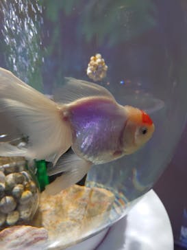 NARA KINGYO MUSEUMに投稿された画像（2023/7/29）