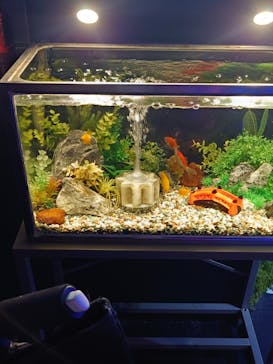 NARA KINGYO MUSEUMに投稿された画像（2023/7/29）