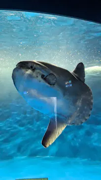 仙台うみの杜水族館に投稿された画像（2023/7/29）