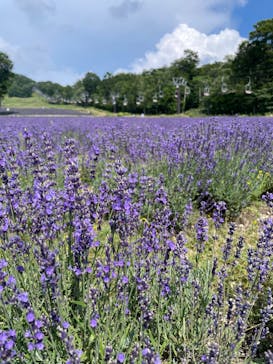 たんばらラベンダーパークに投稿された画像（2023/7/29）