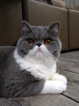 猫カフェモカ　立川店に投稿された画像（2023/7/29）