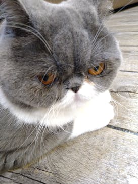 猫カフェモカ　立川店に投稿された画像（2023/7/29）