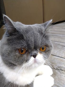 猫カフェモカ　立川店に投稿された画像（2023/7/29）