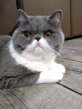 猫カフェモカ　立川店に投稿された画像（2023/7/29）