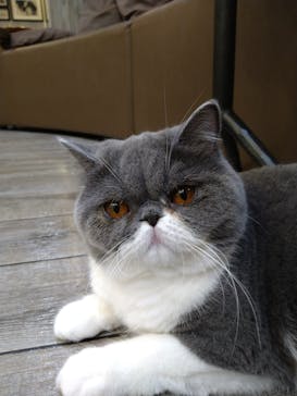 猫カフェモカ　立川店に投稿された画像（2023/7/29）