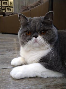 猫カフェモカ　立川店に投稿された画像（2023/7/29）