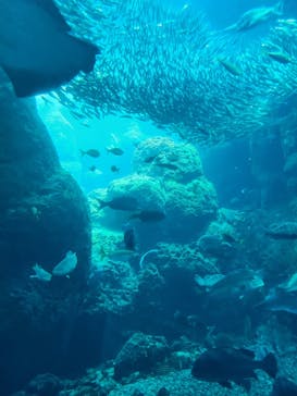 新江ノ島水族館に投稿された画像（2023/7/29）