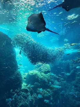 新江ノ島水族館に投稿された画像（2023/7/29）