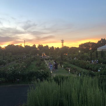 京成バラ園に投稿された画像（2023/7/29）