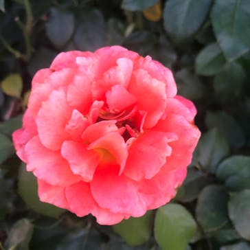 京成バラ園に投稿された画像（2023/7/29）