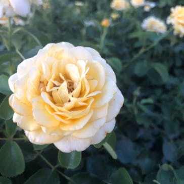 京成バラ園に投稿された画像（2023/7/29）