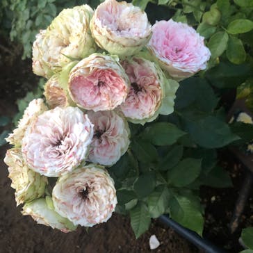 京成バラ園に投稿された画像（2023/7/29）