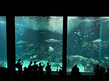 マリンワールド海の中道に投稿された画像（2023/7/30）