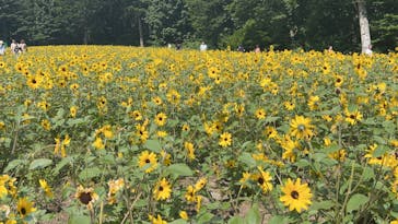 たんばらラベンダーパークに投稿された画像（2023/7/30）