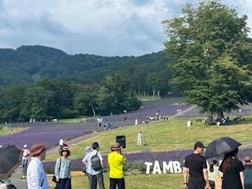 たんばらラベンダーパークに投稿された画像（2023/7/30）