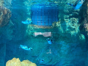 京都水族館に投稿された画像（2023/7/30）