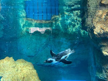 京都水族館に投稿された画像（2023/7/30）