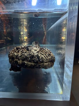 京都鉄道博物館×京都水族館に投稿された画像（2023/7/30）