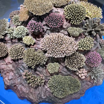 特別展「海　―生命のみなもと―」（国立科学博物館）に投稿された画像（2023/7/30）