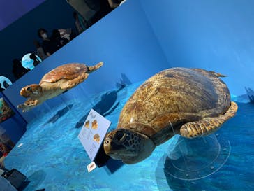 特別展「海　―生命のみなもと―」（国立科学博物館）に投稿された画像（2023/7/30）
