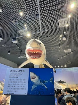 特別展「海　―生命のみなもと―」（国立科学博物館）に投稿された画像（2023/7/30）