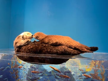 特別展「海　―生命のみなもと―」（国立科学博物館）に投稿された画像（2023/7/30）