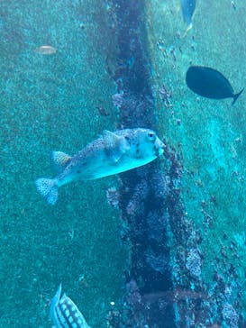 沖縄美ら海水族館に投稿された画像（2023/7/30）