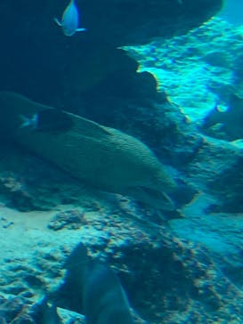 沖縄美ら海水族館に投稿された画像（2023/7/30）