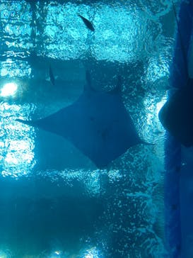 沖縄美ら海水族館に投稿された画像（2023/7/30）