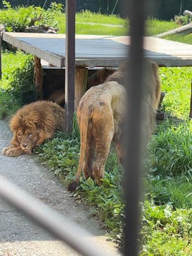 那須サファリパークに投稿された画像（2023/7/30）