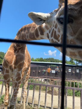 那須サファリパークに投稿された画像（2023/7/30）