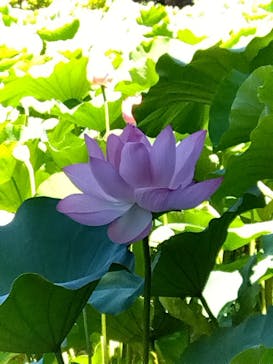 三溪園に投稿された画像（2023/7/30）