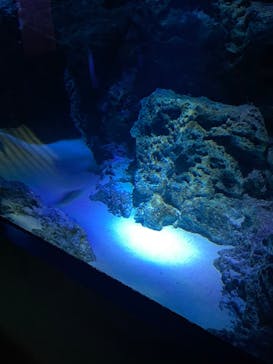 サンシャイン水族館に投稿された画像（2023/7/30）