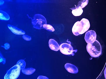 マリンワールド海の中道に投稿された画像（2023/7/30）