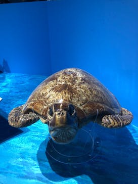 特別展「海　―生命のみなもと―」（国立科学博物館）に投稿された画像（2023/7/30）