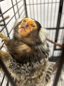 しろとり動物園に投稿された画像（2023/7/30）