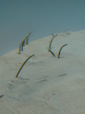 アクアワールド茨城県大洗水族館に投稿された画像（2023/7/30）