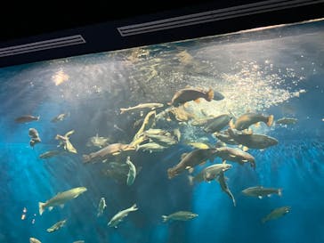 サケのふるさと 千歳水族館に投稿された画像（2023/7/30）