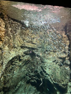 サケのふるさと 千歳水族館に投稿された画像（2023/7/30）