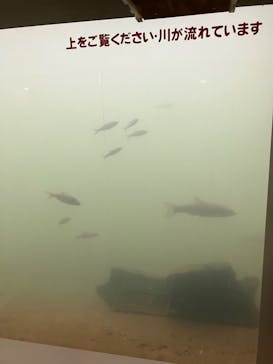 サケのふるさと 千歳水族館に投稿された画像（2023/7/30）