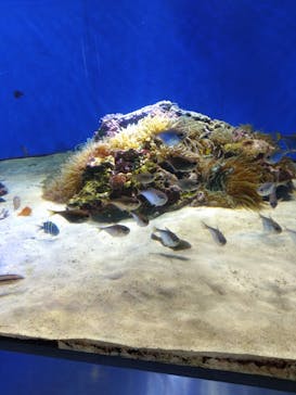 伊豆・三津シーパラダイスに投稿された画像（2023/7/30）