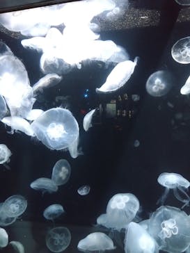 伊豆・三津シーパラダイスに投稿された画像（2023/7/30）